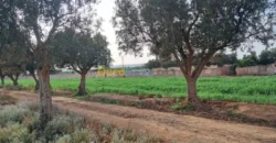 Vente Terrain Oran Misseghine Vente Terrain Oran Misseghine