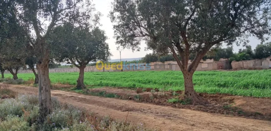 Vente Terrain Oran Misseghine Vente Terrain Oran Misseghine
