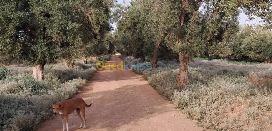 Vente Terrain Oran Misseghine Vente Terrain Oran Misseghine