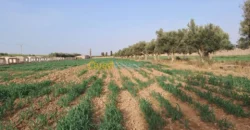 Vente Terrain Oran Misseghine Vente Terrain Oran Misseghine