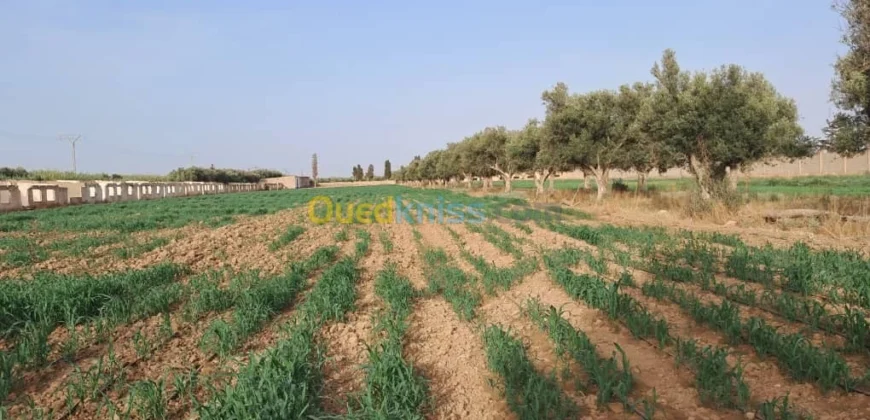 Vente Terrain Oran Misseghine Vente Terrain Oran Misseghine