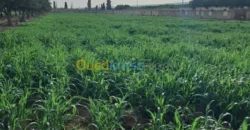 Vente Terrain Oran Misseghine Vente Terrain Oran Misseghine