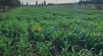 Vente Terrain Oran Misseghine Vente Terrain Oran Misseghine