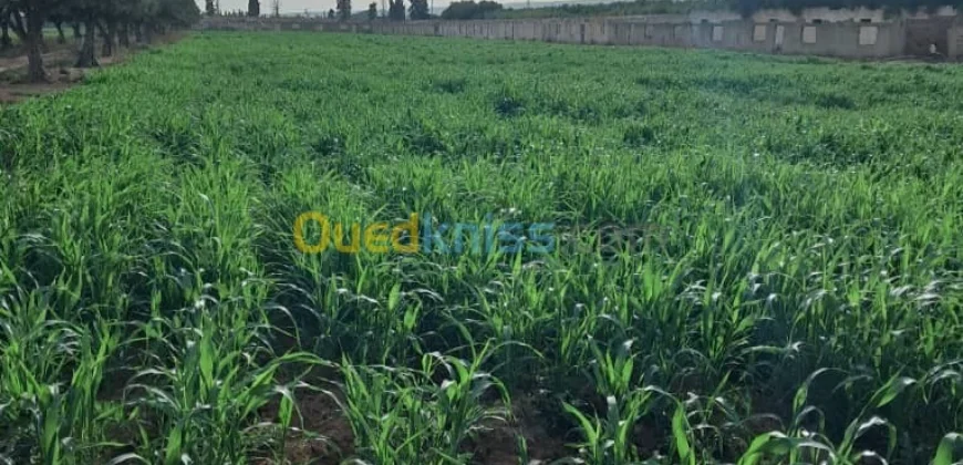Vente Terrain Oran Misseghine